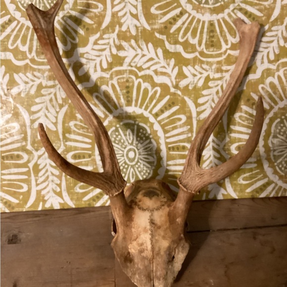 Genuine deer skull with antlers.